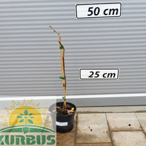 Ginkgo biloba (Dvokrpi ginko)