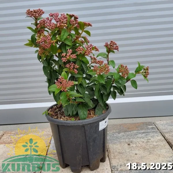 Viburnum tinus 'Eve Price' (Kalina)