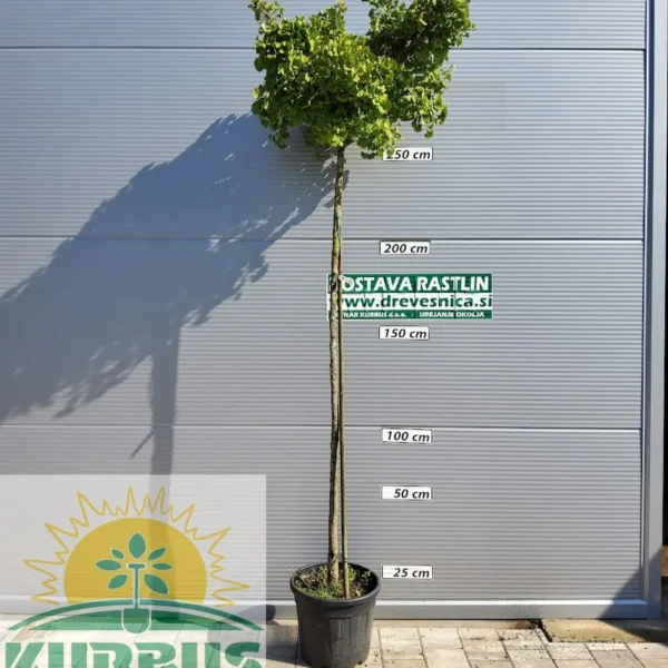 Ginkgo biloba 'Mariken' (Kroglasti ginko na steblu)