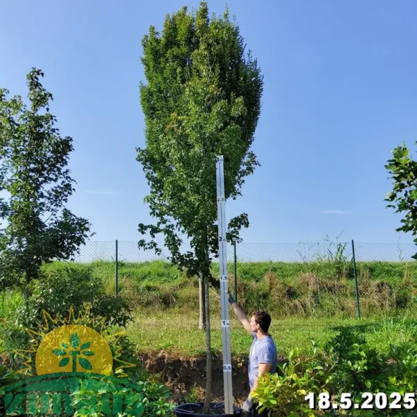 Acer campestre 'Elsrijk' (Poljski javor,maklen)