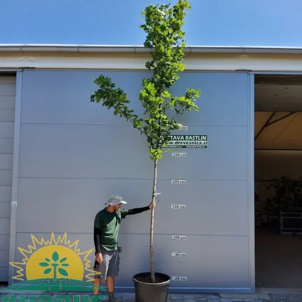 Acer platanoides 'Columnare' (Ostrolistni/Norveški javor)