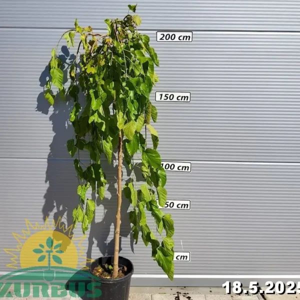 Morus alba `Pendula`