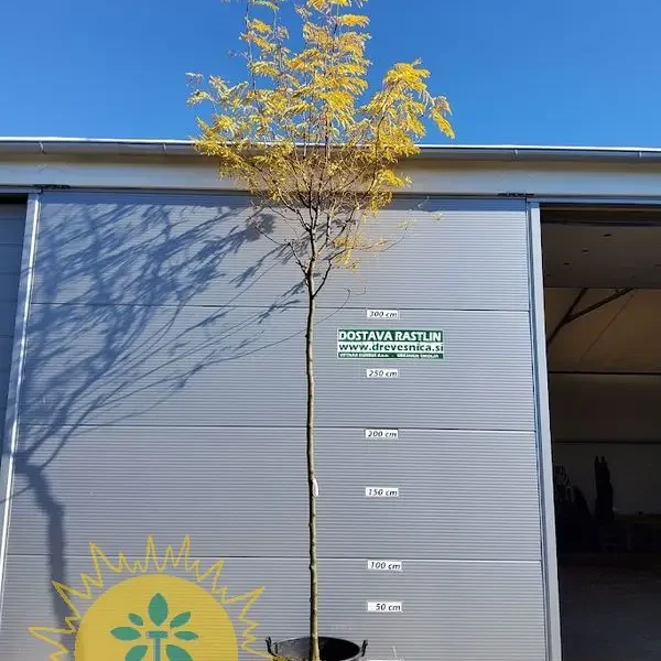 Gleditsia triacanthos 'Skyline' (Trnata gledičevka/Gledičija)