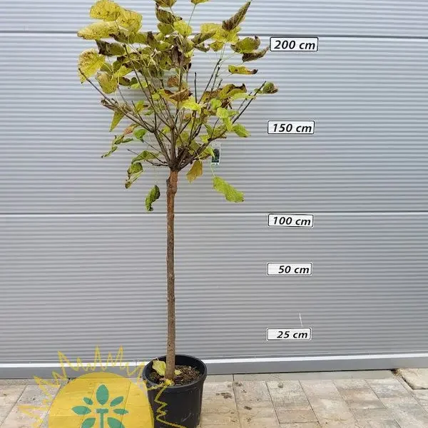 Catalpa bignonioides 'Nana' (Kroglasti cigarar)