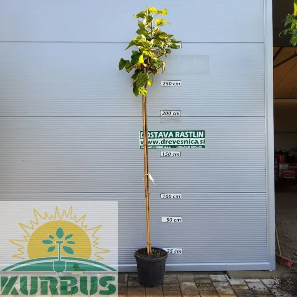 Catalpa bignoides (Navadni Cigarovec)