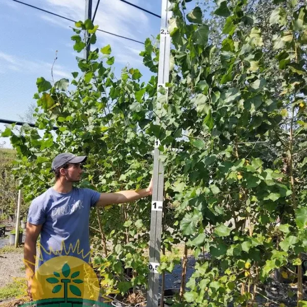 POPULUS TREMULA (Trepetlika)