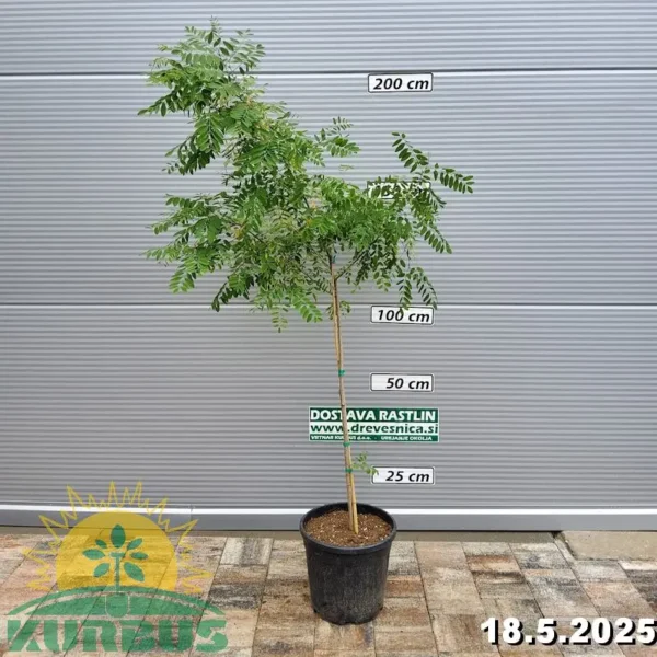 ROBINEA PSEUDOACACIA (Navadna robinija)