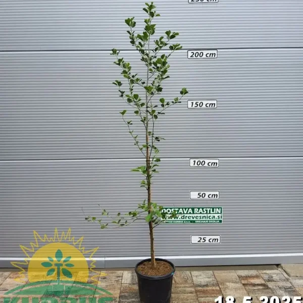Alnus glutinosa (Črna jelša)