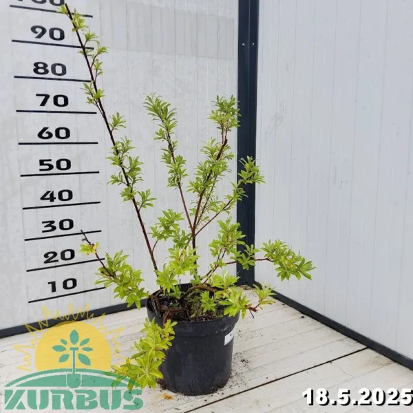 Salix gracilistyla 'Mount Aso' (Japonska vrba)