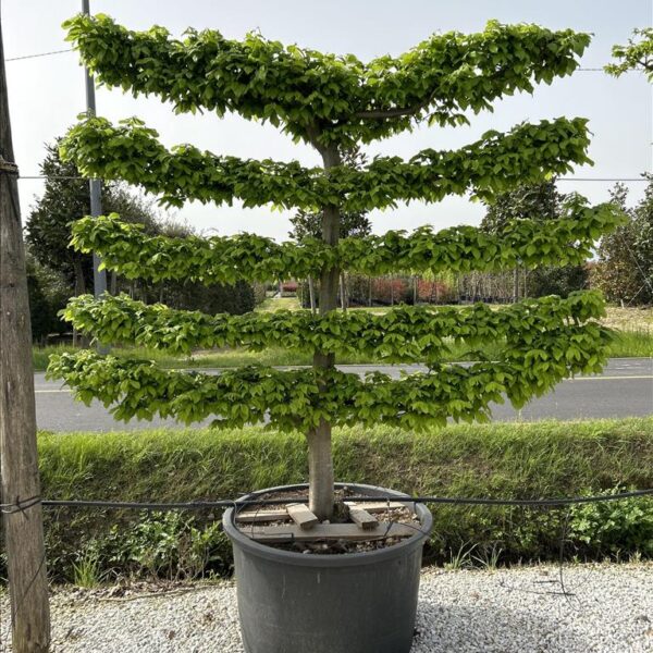 Carpinus betulus -(Gaber - špalir)  Umetnost Naravne Oblike