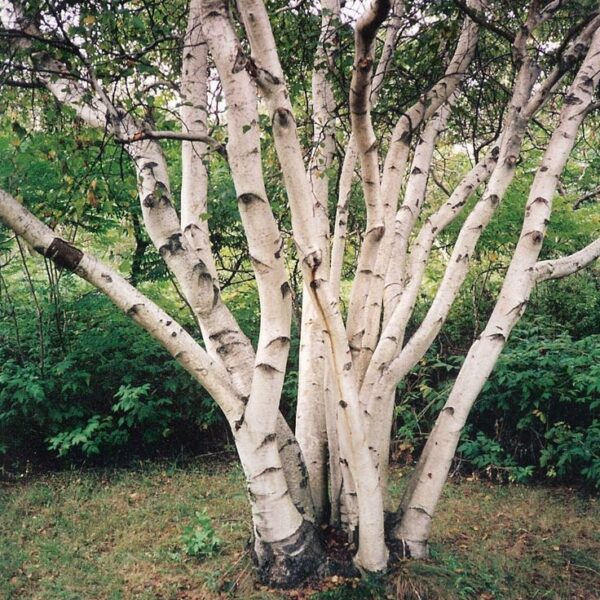 Betula alba (pendula)