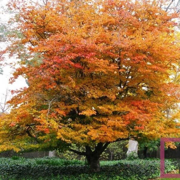 Parrotia persica 'Bella' (Perzijska Parocija 'Bella')