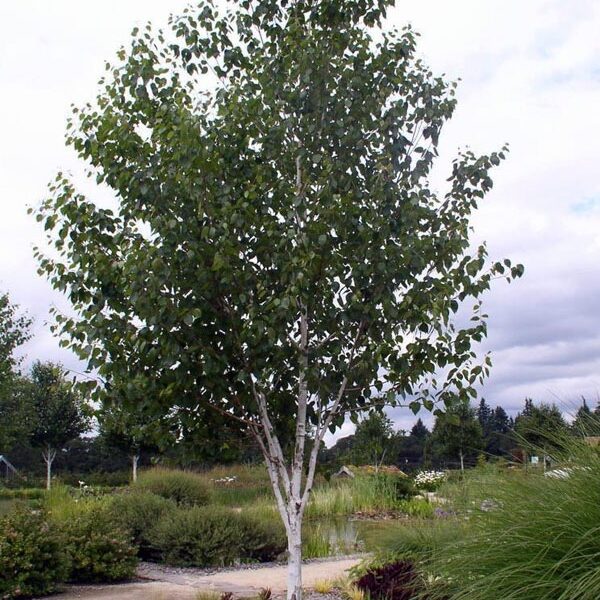 Betula utilis var. Jacquemontii(Himalajska breza)