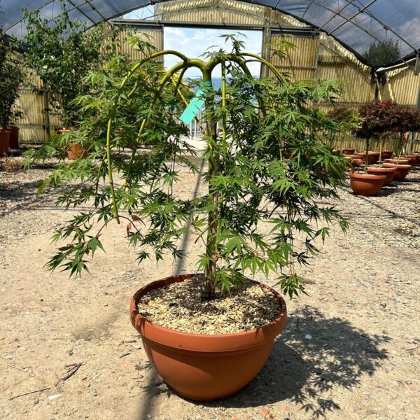 Acer palmatum 'Cascade Emerald' (Pahljačasti javor)