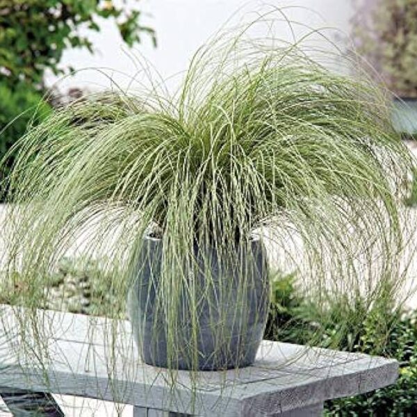 Carex comans 'Amazon Mist' (Šaš)