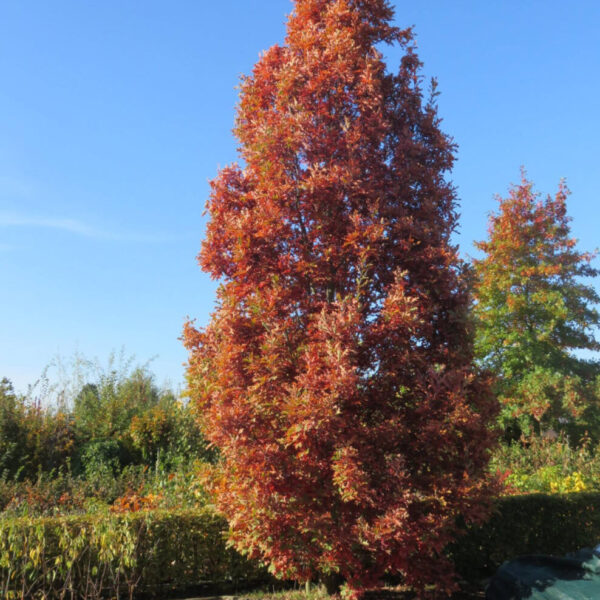 Quercus x bimundorum 'Crimson Spire (R))