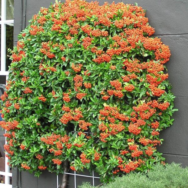 Pyracantha 'Mohave' (Ognjeni trn)