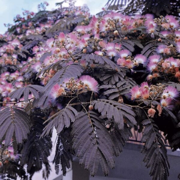 Albizia julibrissin 'Summer Chocolate' (Čokoladna albicija)