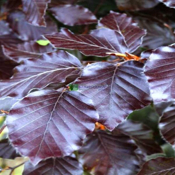 Fagus sylvatica 'Atropunicea' (Rdečelistna bukev)