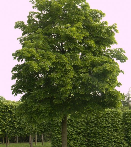 Tilia americana 'Nova' (Ameriška lipa)