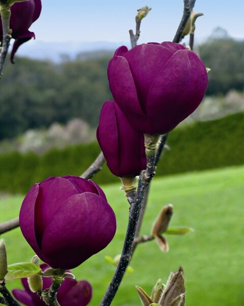 Magnolia 'Black Tulip' (Magnolija 'Black Tulip')