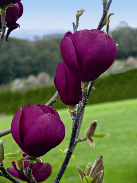 731-1-magbla.jpg Magnolia 'Black Tulip' (Magnolija 'Black Tulip') - slika 1