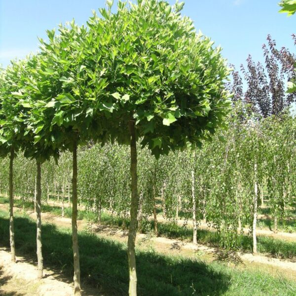 Platanus acerifolia 'Alphen's Globe' (Kroglasta javorolist. platana)