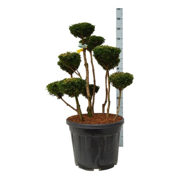 Buxus sempervirens - pušpan MULTI 80-100 CM C55