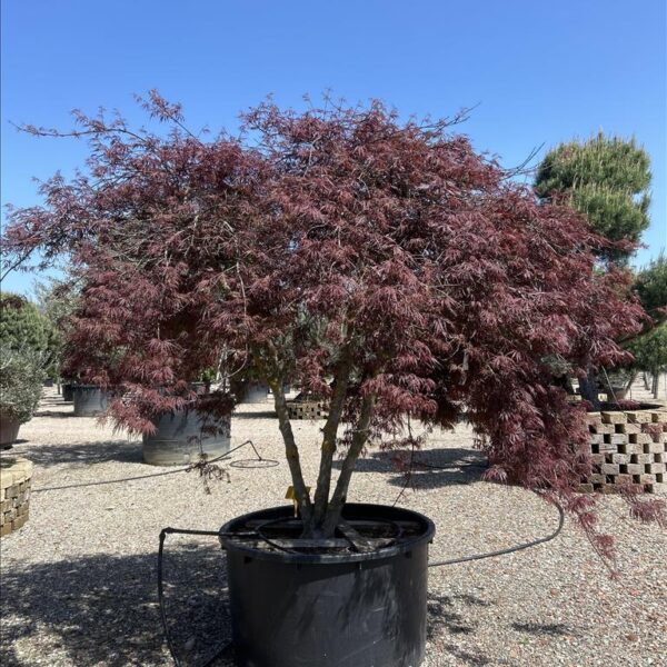 Razkošni Japonski javor 'Acer palmatum Dissectum Inabashidare' - Večstebelna Eleganca