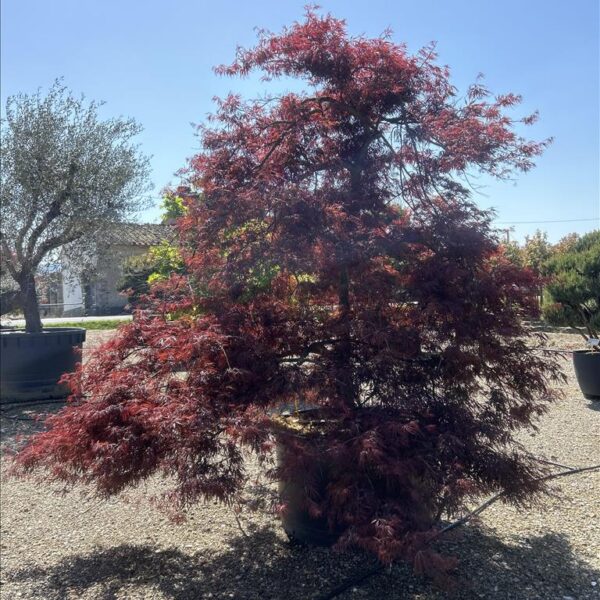 Elegantni Japonski javor 'Acer palmatum Dissectum Inabashidare' - Fontana Zelene Lepote
