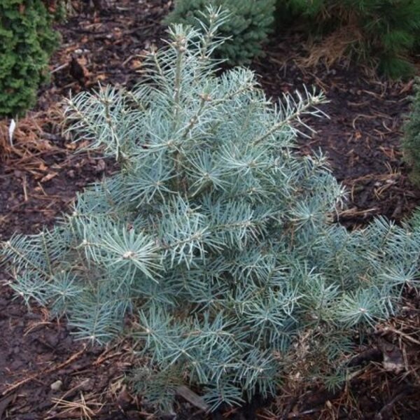 Abies concolor 'Nana Domschko' (Koloradska jelka)