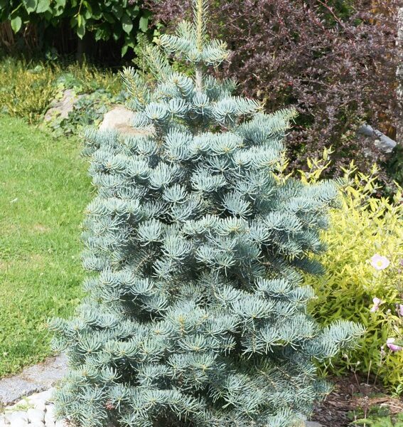 Abies concolor 'Violacea' (Koloradska jelka)