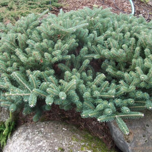 Abies koreana 'Blauer Pfiff' (Korejska jelka)