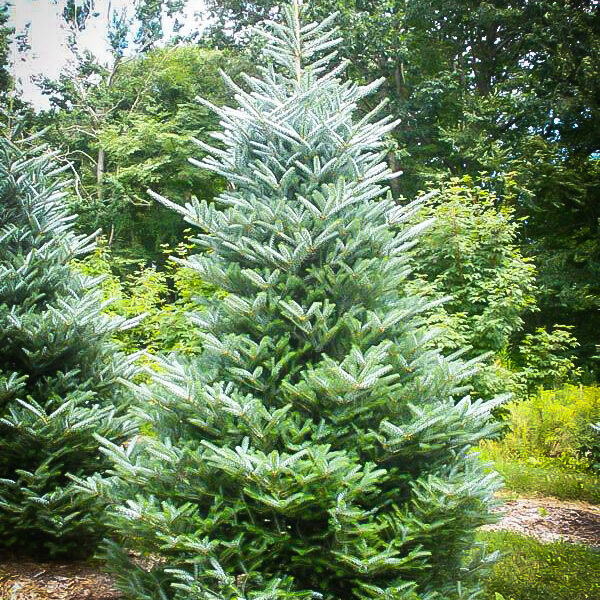 Abies koreana (Korejska jelka)