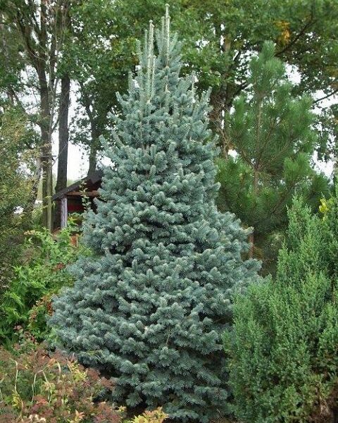 Abies lasiocarpa 'Argentea' (Skalna jelka)
