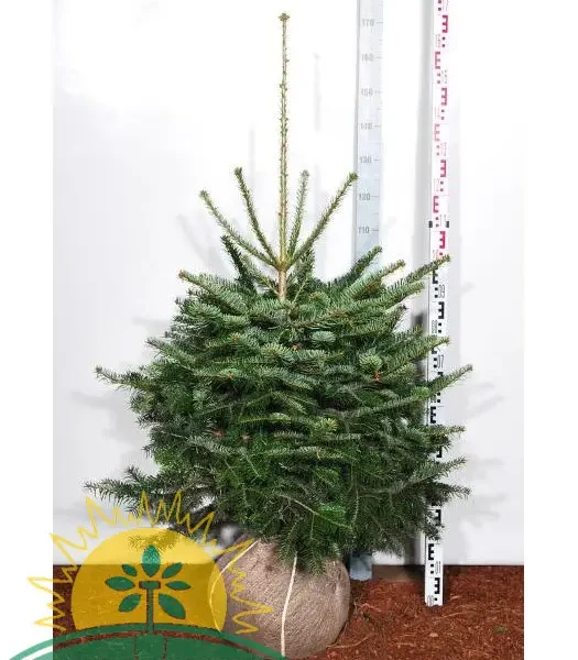 Abies nordmanniana (Kavkaška jelka)