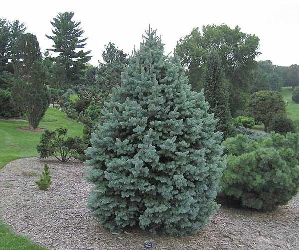 Abies pinsapo 'Glauca' (Španska jelka)
