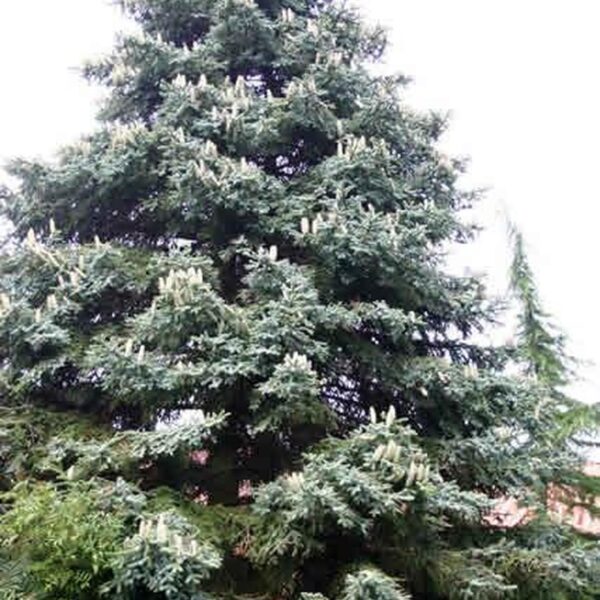 Abies pinsapo 'Kelleris' (Španska jelka)
