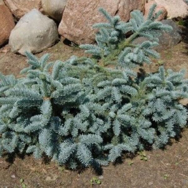 Abies procera 'Obrighoven' (Siva/srebrna jelka)