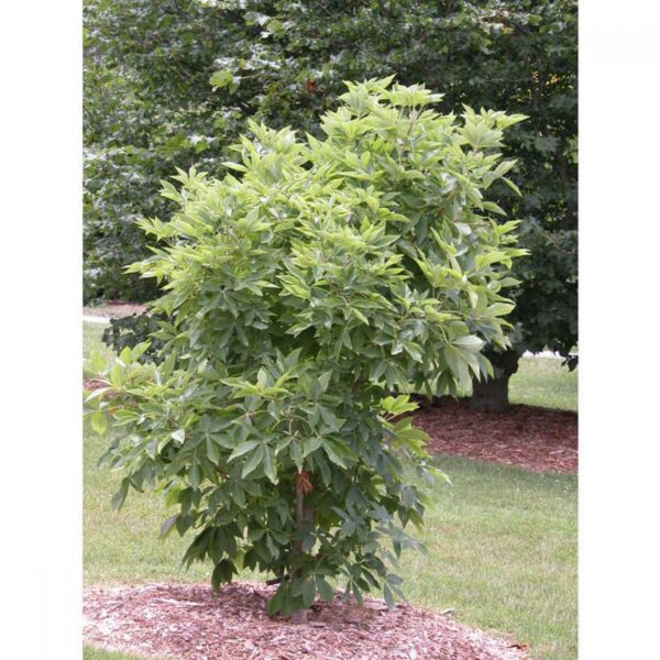 Aesculus arguta (Grmasti divji kostanj)