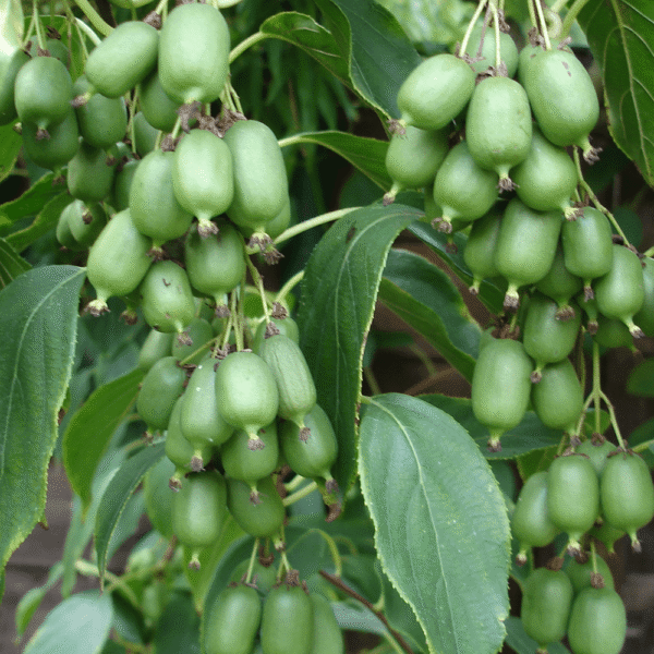 Actinidia arguta `Issai` (Drobnoplodni kivi)