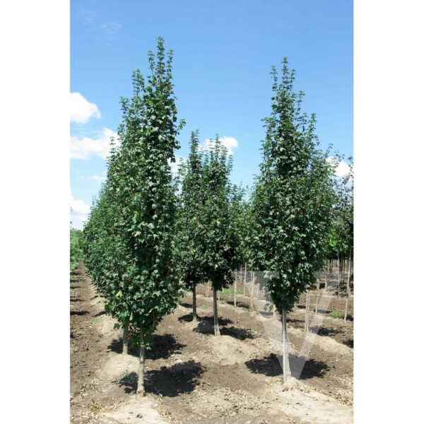 Acer campestre 'Korinthosz' (Stebrasti poljski javor, maklen)
