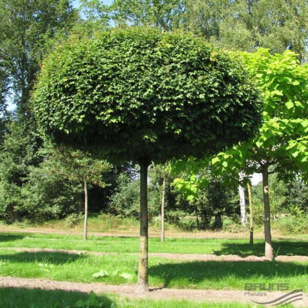 Acer campestre 'Nanum' (Kroglasti maklen)