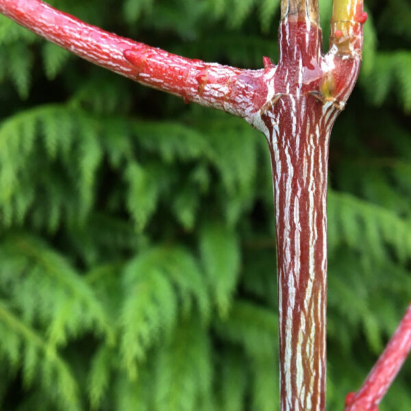 Acer davidii 'Viper'  (Davidov javor - kačja skorja)