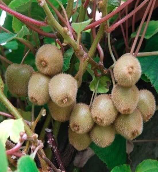 Actinidia deliciosa 'Atlas' (Kivi - moška rastlina)