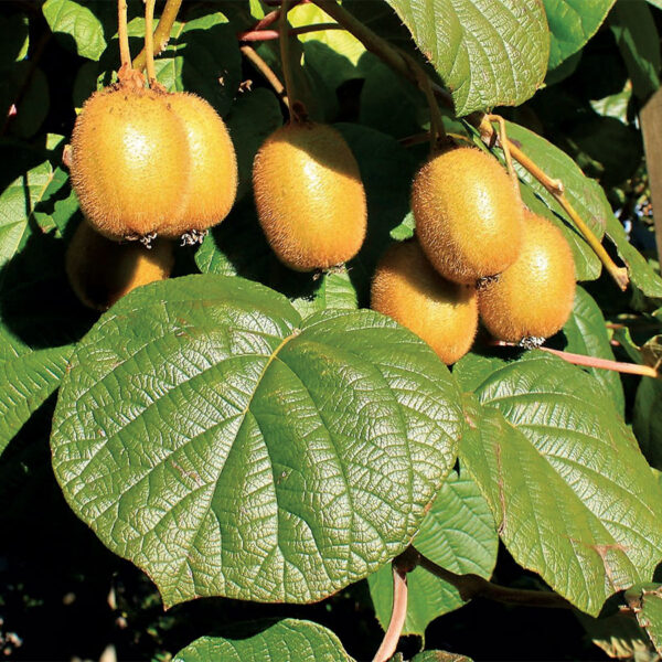 Actinidia deliciosa ´Hayward´ (Kivi -ženska rastlina)