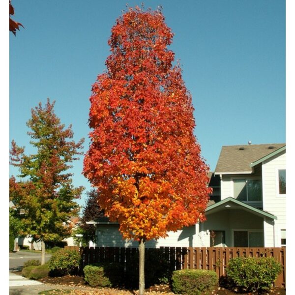 Acer x freemanii 'Armstrong' (Javor)