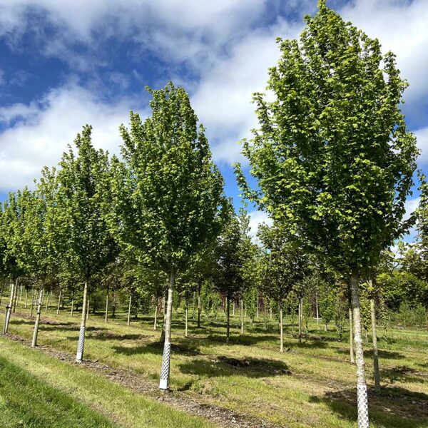 Acer x freemanii 'Elegant' (Javor)