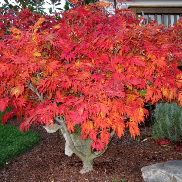 Acer japonicum 'Aconitifolium' (Japonski javor)