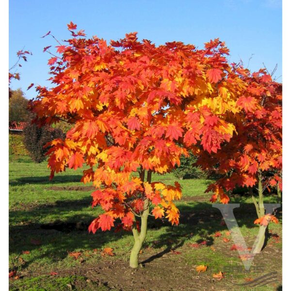 Acer japonicum 'Vitifolium' (Japonski javor)